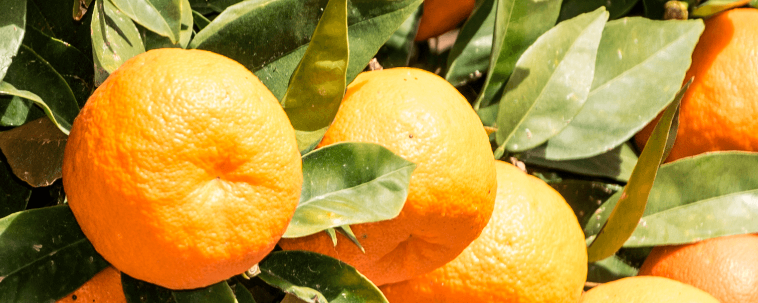 Mandarina